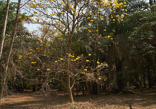 Kumasi Botanical Garden