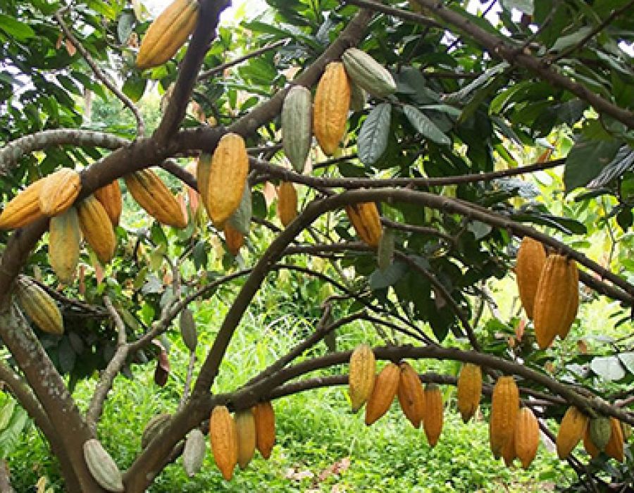 Tetteh Quashie Cocoa Farm