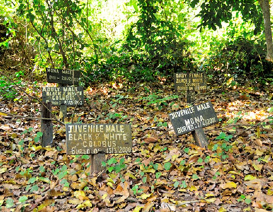Boabeng Fiema Monkey Sanctuary