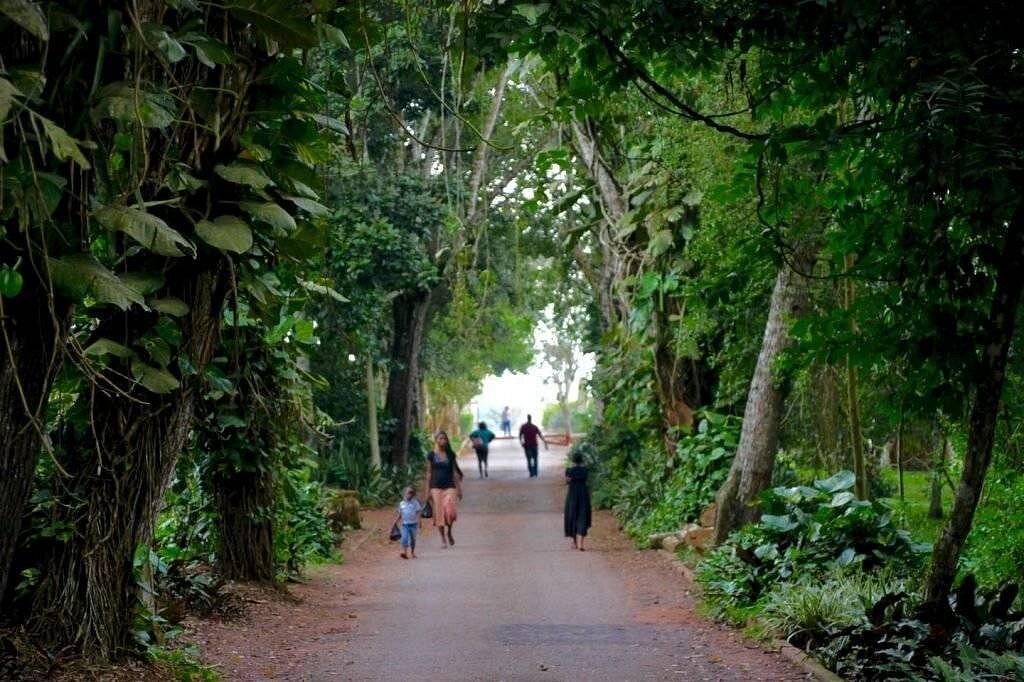 Nature’s Whisper with Ghana City Tours: Aburi Gardens & Boti Falls